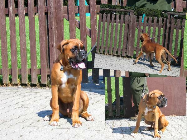 Hoss wartet ungeduldig auf seinen Einsatz f&uuml;r die erste &Uuml;bungsstunde