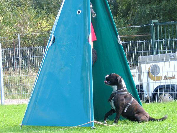 Milka mu&szlig; den Scheint&auml;ter stellen  und verbellen