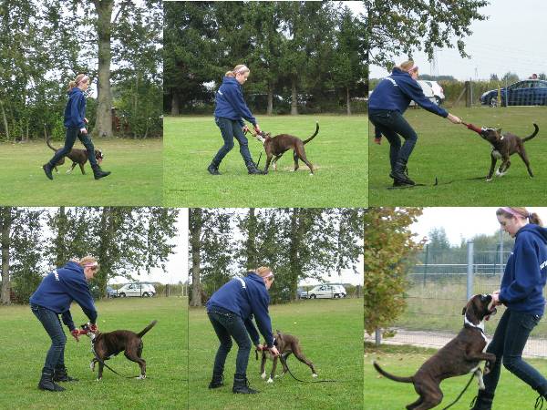 Ayka lernt, dass auf Positives Verhalten ein Spiel mit der Bei&szlig;wurst folgt