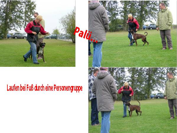 Basis&uuml;bung Begleit-und VPG Hund