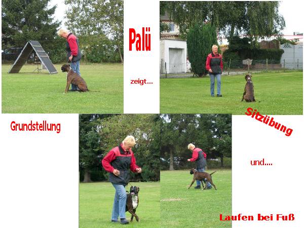 Basis&uuml;bungen Begleit- und VPG Hund