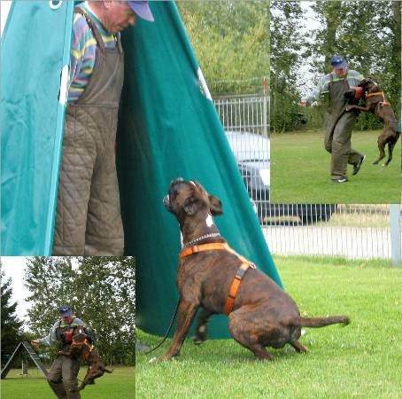 Pal&uuml; Verbellen und Griffarbeit im Schutzdienst