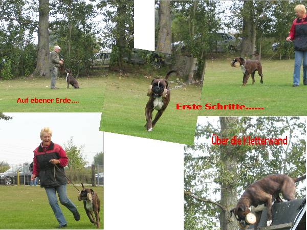 Tracey und Pal&uuml; apportieren &Uuml;bung f&uuml;r den VPG Bereich