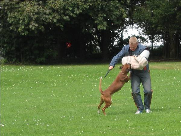 Wen-Qi - lange Flucht Kampfhandlung (3)