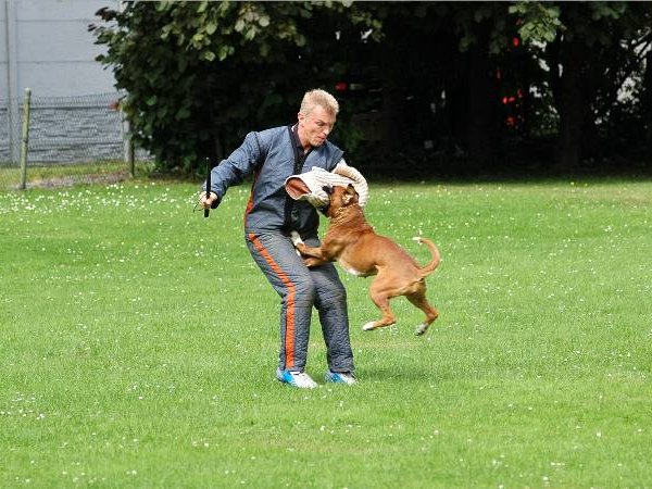 Wen-Qi Schutzdienst (1)