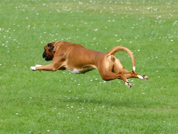 Wen-Qi Schutzdienst (2)