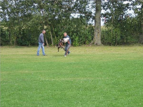 Luca - Probehund f&uuml;r Schutzdienst